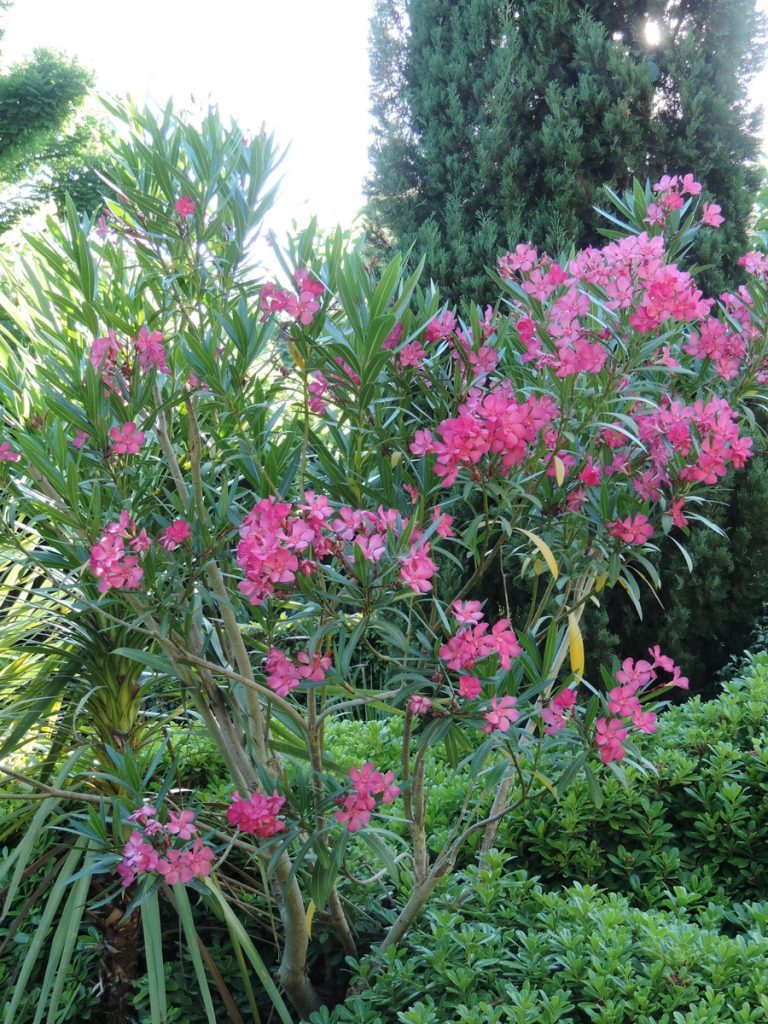 Laurier rose Mazan