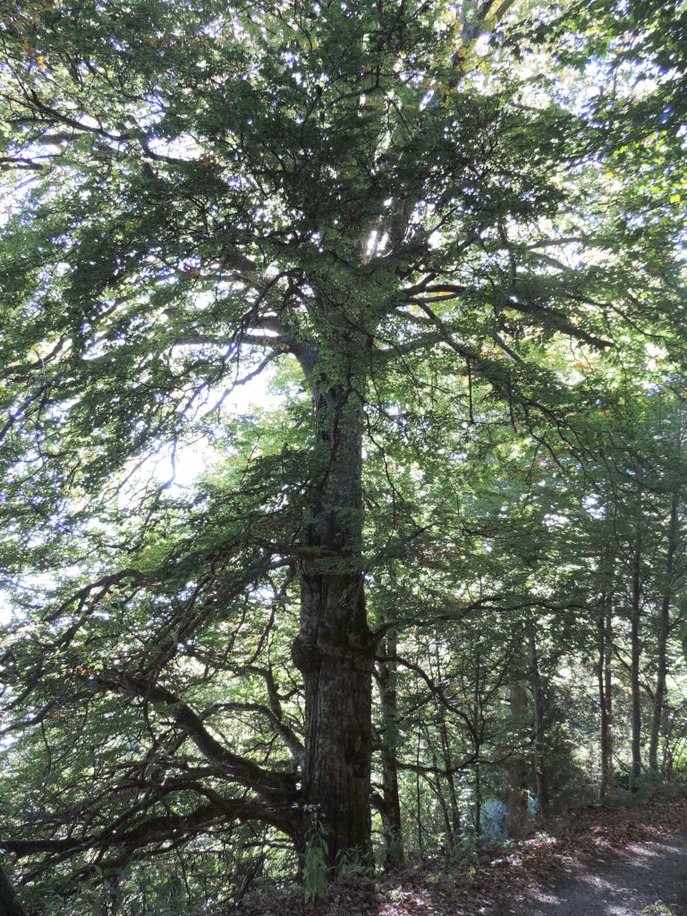 3ème idéal de Reiki : la gratitude