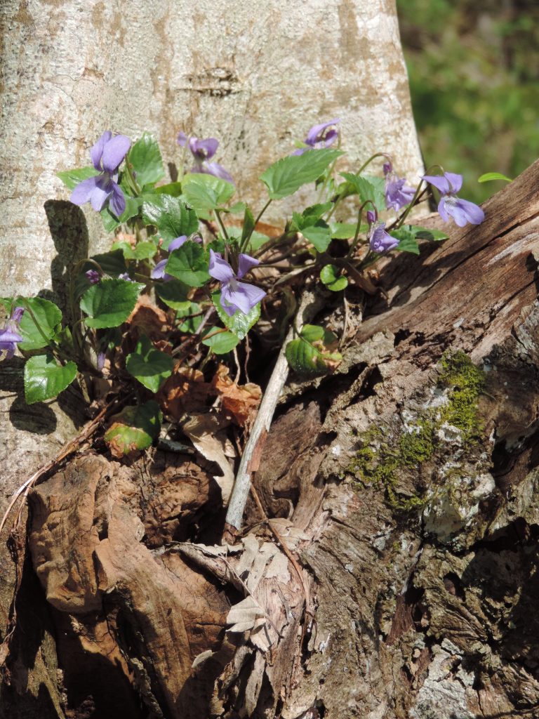 Le cinquième pilier de l&rsquo;Ikigaï